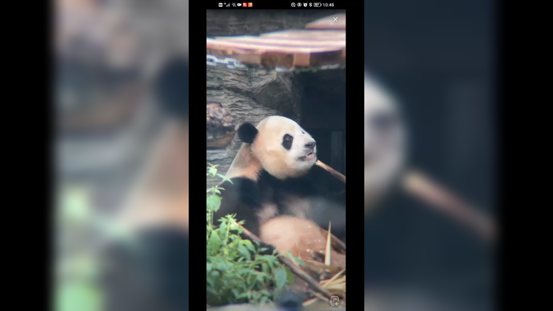 大熊猫胖大海吃竹笋好可爱的