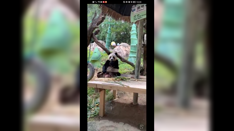 大熊猫坐着吃竹子好可爱啊