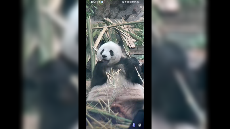 大熊猫萌萌吃竹子好可爱