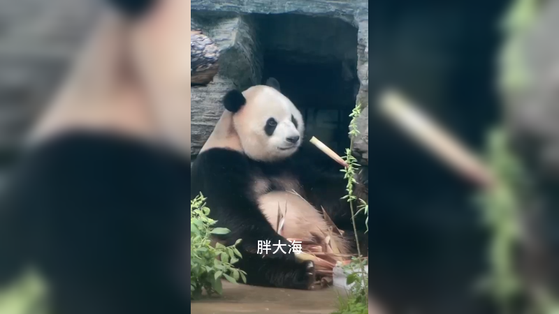 好可爱的大熊猫啊