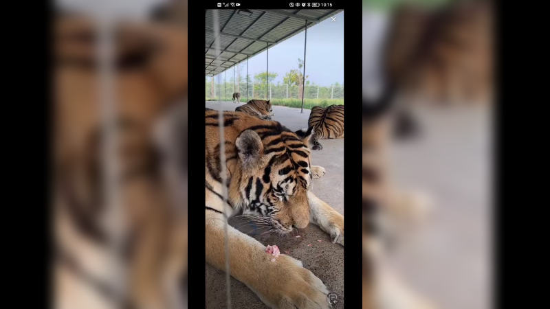 老虎每天都吃鸡肉，都要五百斤体重了