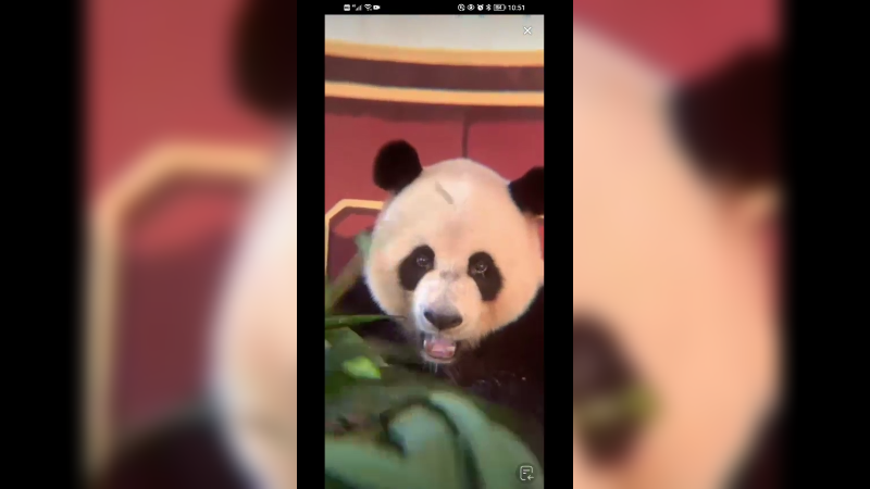 大熊猫吃竹子好可爱