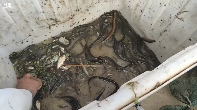 大哥一大早抓了那么多黄鳝，真快乐