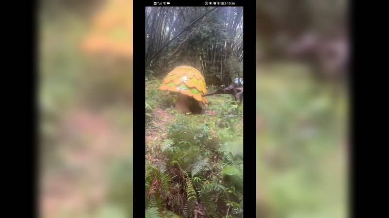 广州在下雨，大熊猫躲在蘑菇下，好聪明的