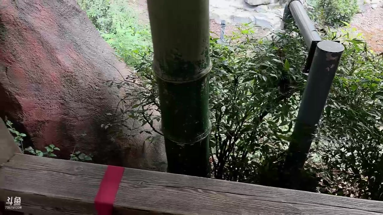 【2023-09-07 15点场】骚易丶：参加梦泪老师婚礼..