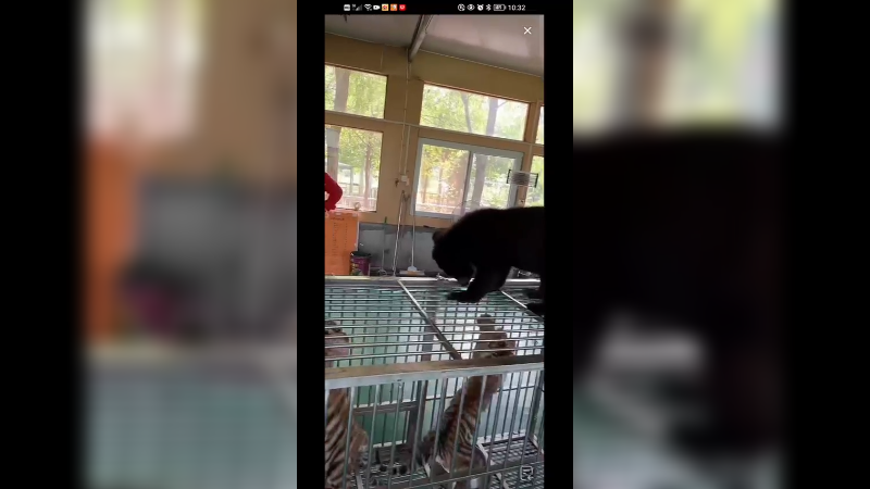 小黑熊好聪明也很调皮啊