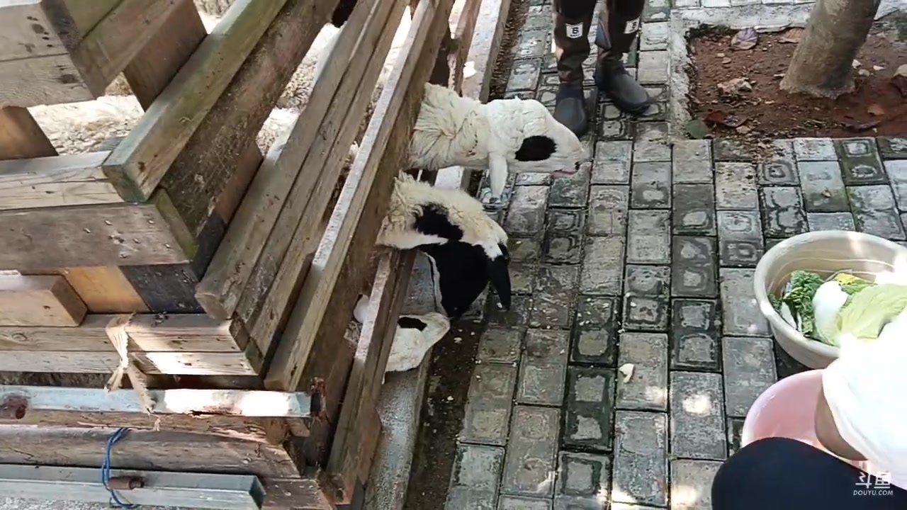 【2023-09-08 13点场】ok林仔：林老师武汉户外