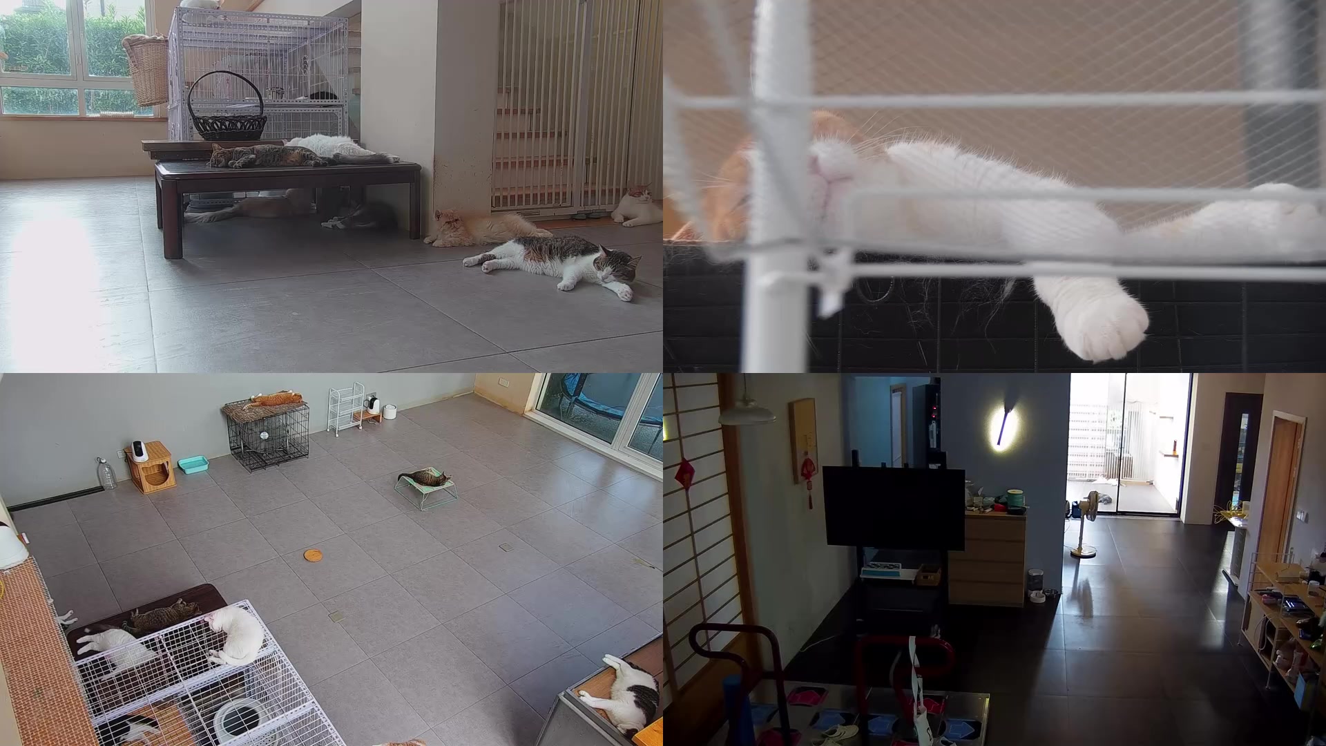 【2023-09-09 16点场】喵放送：喵放送☀️喵呜~