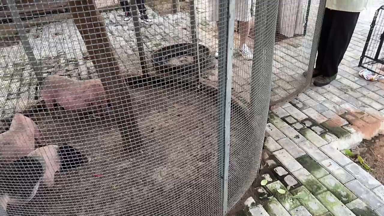 【2023-09-08 17点场】喔唷童夕：【童夕】武汉户外第二天！