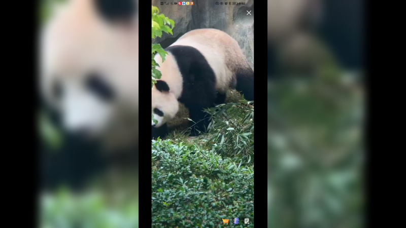 大熊猫摇头晃脑好可爱啊