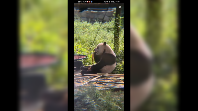 大熊猫萌二吃竹笋好快乐啊