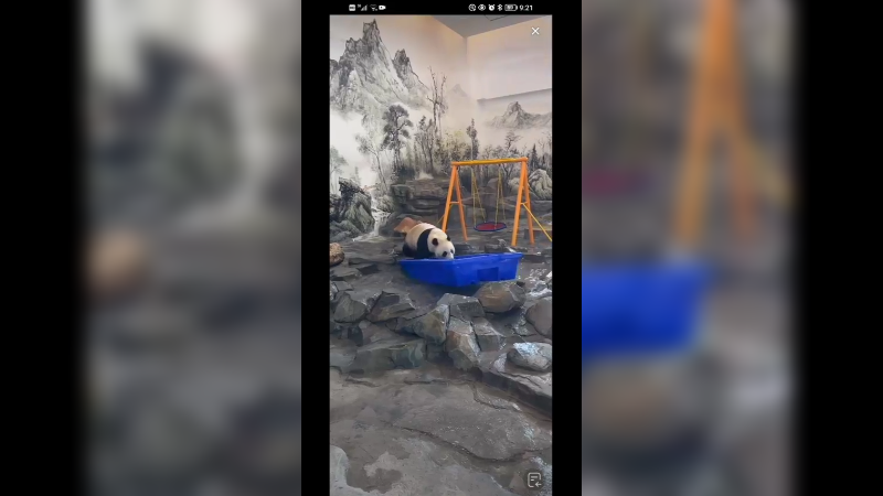 大熊猫离堆玩耍可爱啊