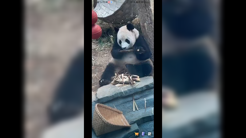 大熊猫坐着吃竹笋好乖