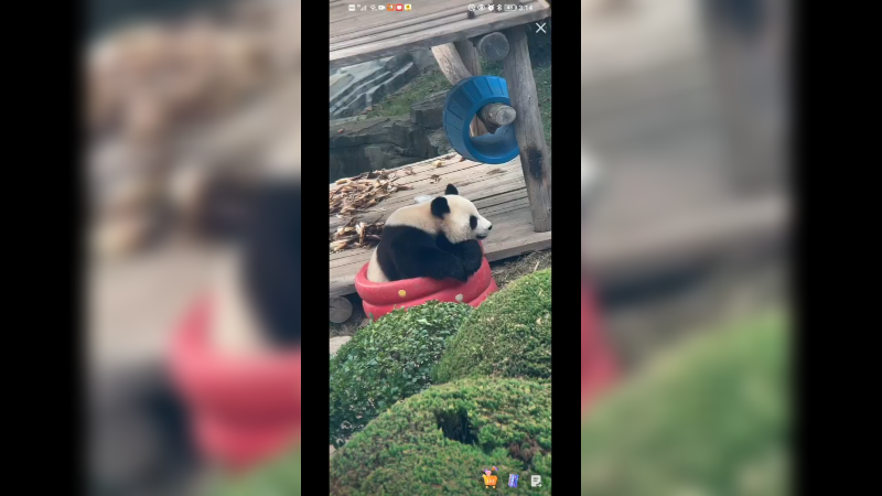 大熊猫坐着在思考什么啊