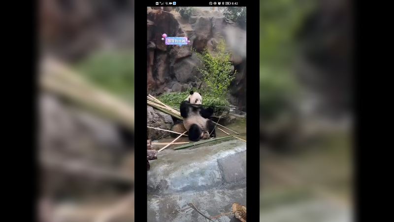 大熊猫萌二吃竹子龇牙咧嘴好可爱的