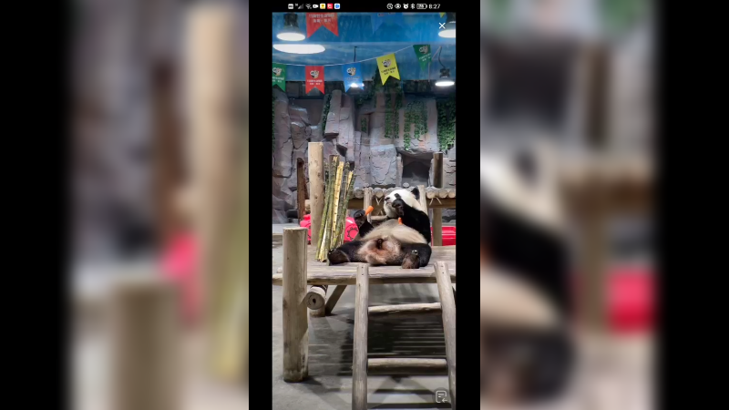 大熊猫躺着吃胡萝卜好快乐