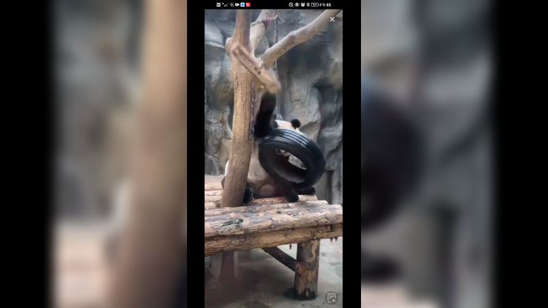 大熊猫萌大喜欢咬轮胎啊