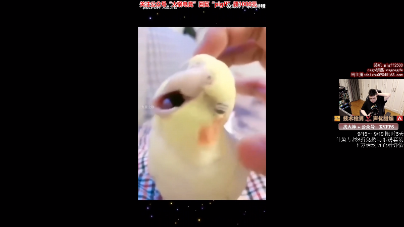 【热门游戏】pigff的精彩时刻 20230916 00点场