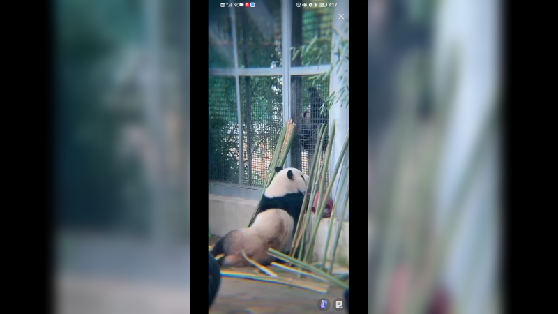 萌兰三太子在双胞胎妹妹面前整活了啊