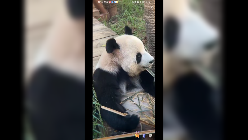 大熊猫坐着吃竹子，安静快乐啊