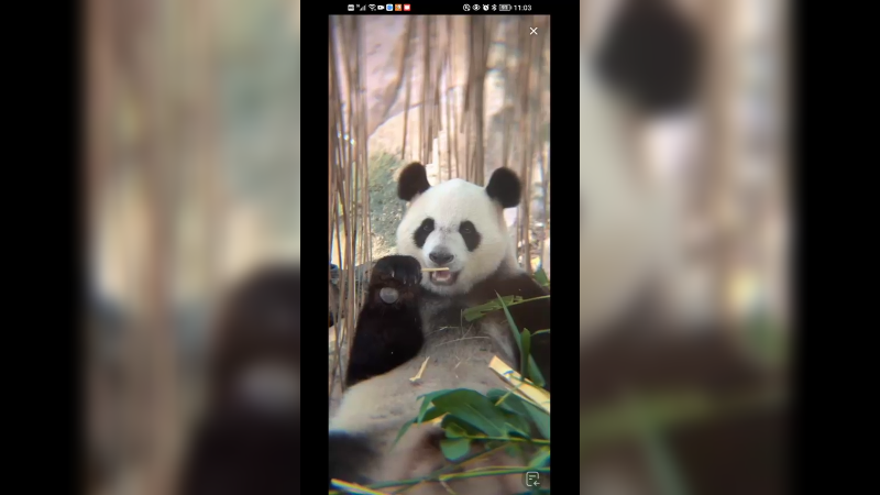 可爱的大熊猫吃竹子好悠哉啊，每天吃喝不愁