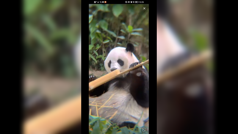 大熊猫吃黄金竹