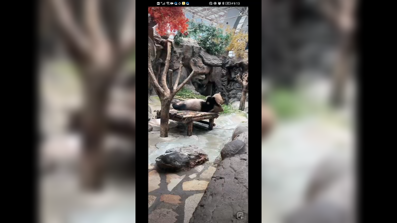 大熊猫很喜欢玩麻布袋