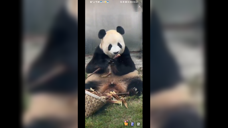 大熊猫坐着吃竹子，与世无争的快乐