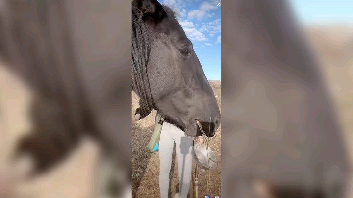 美女养的马好肥啊还怀孕了，好看