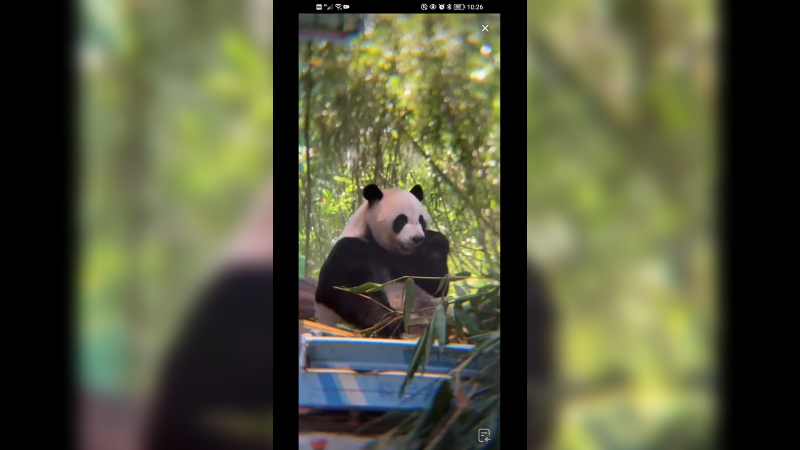 大熊猫酷酷坐车上吃竹子