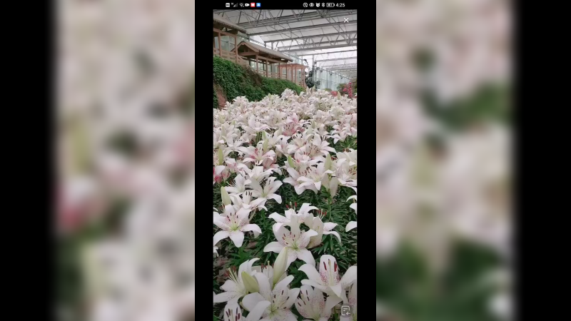 在成都看百合花