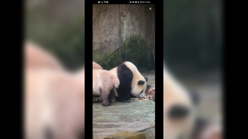 大熊猫躺着吃竹笋好快乐