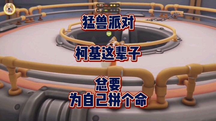 《猛兽派对》柯基这辈子总要为自己拼个命！！！