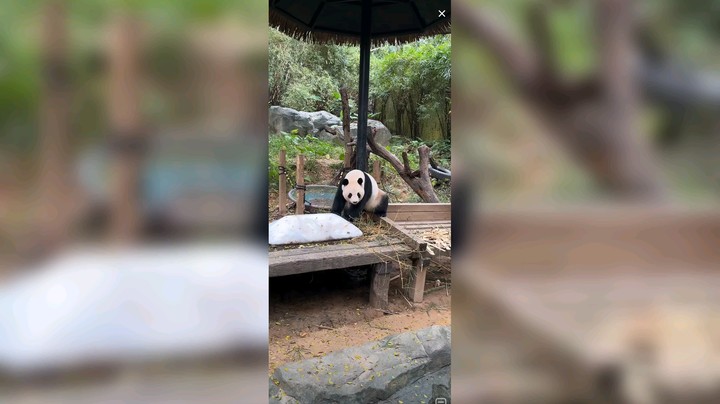 大熊猫隆隆好可爱