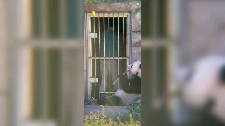 大熊猫萌二吃竹笋