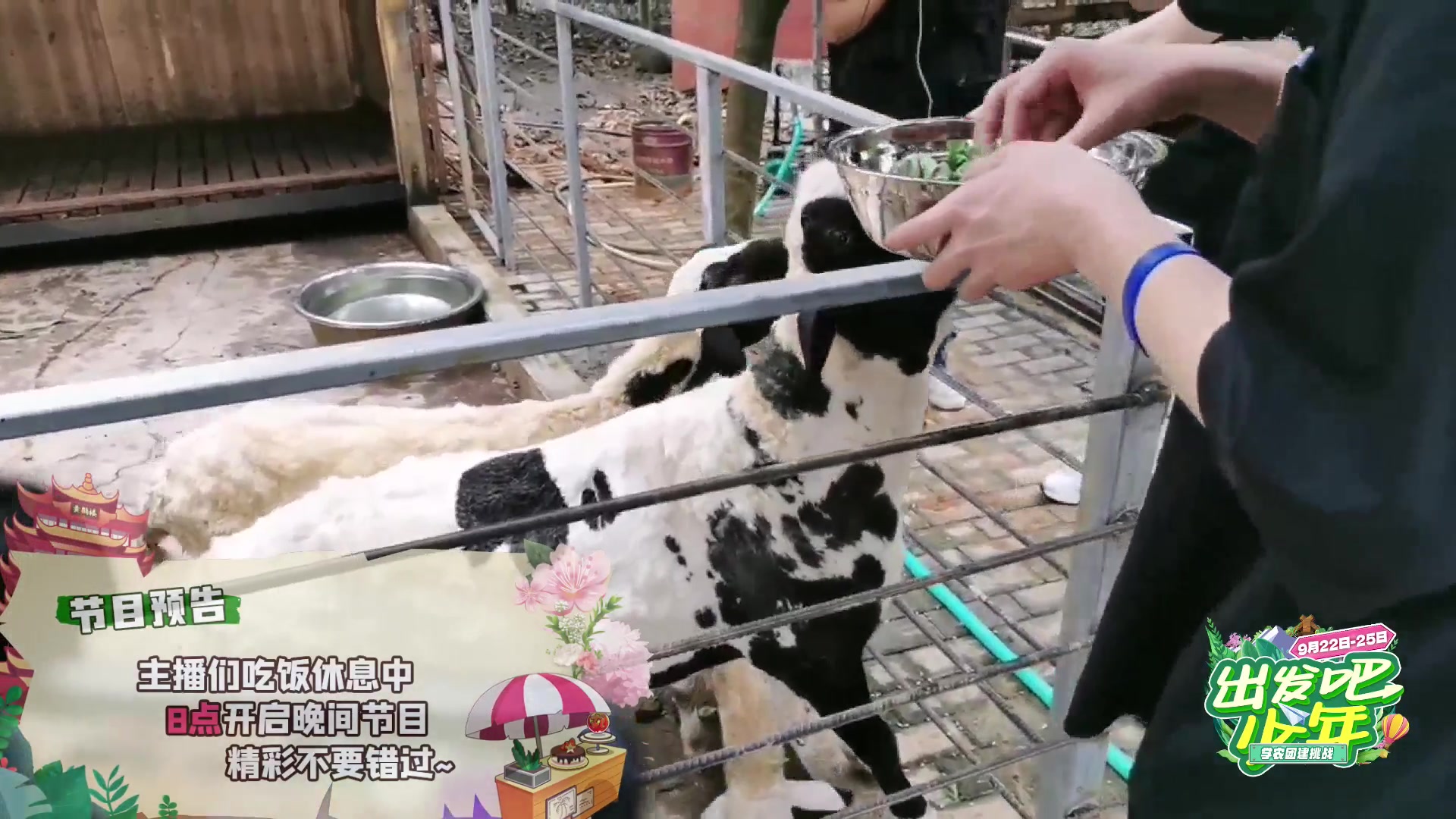 【2023-09-23 19点场】大胖狗koko：出发吧少年day.1正式节目下午2点开始