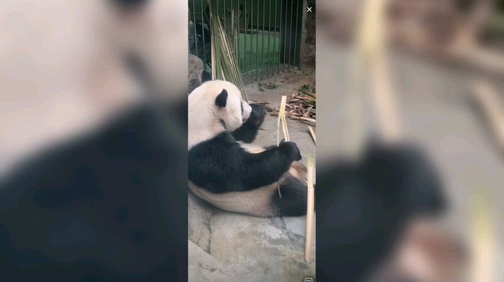 大熊猫萌二吃竹子好香