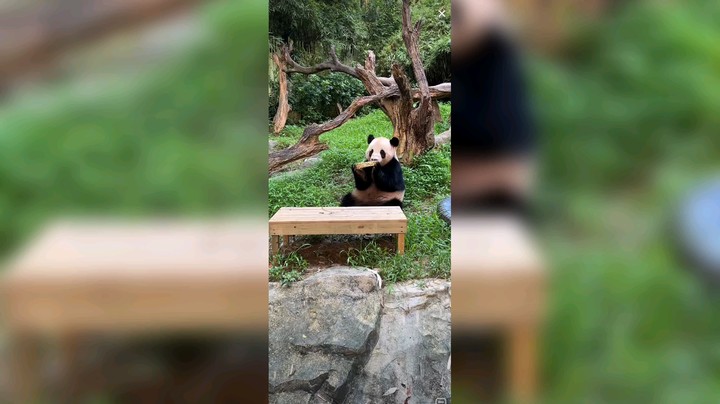 大熊猫吃饺子前把篮子吃了