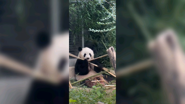大熊猫萌兰吃竹子好可爱