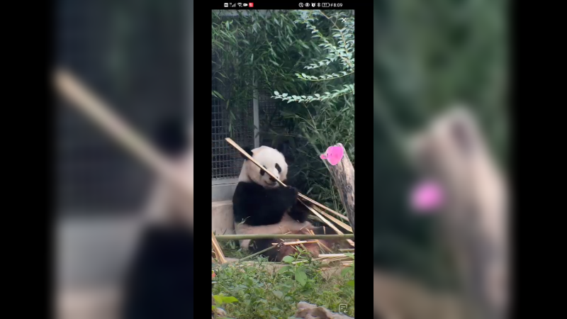 大熊猫萌兰吃竹子快乐