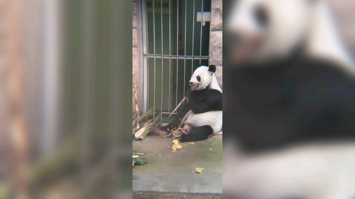 大熊猫古大爷吃竹笋好快乐