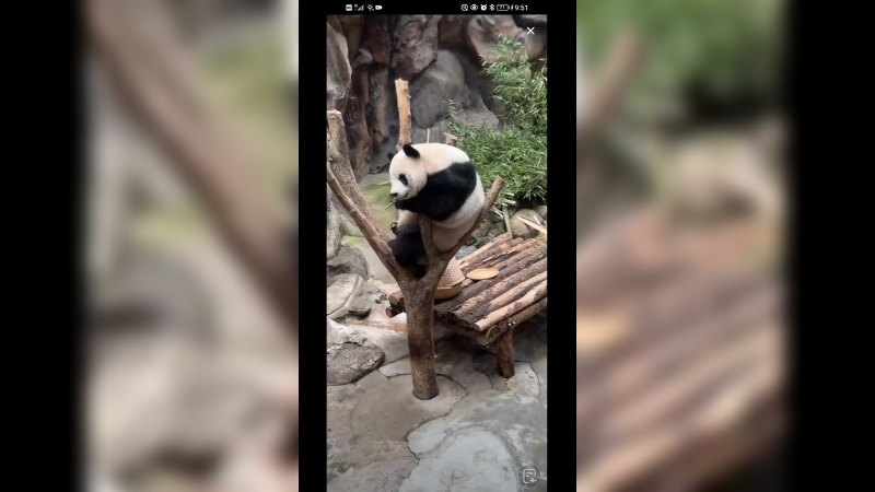 大熊猫萌萌优雅坐树上