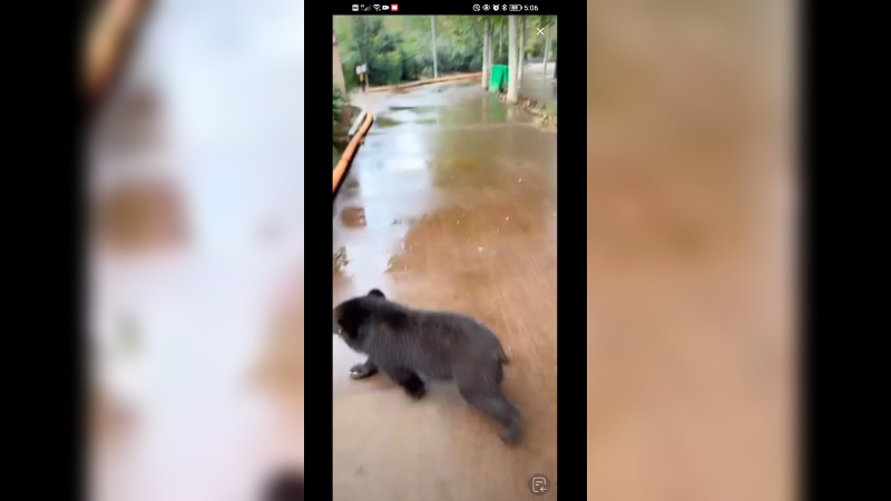 小黑熊好聪明，听得懂人话