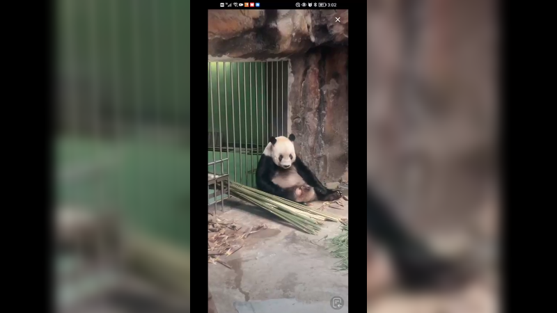 大熊猫萌二吃竹子好挑啊