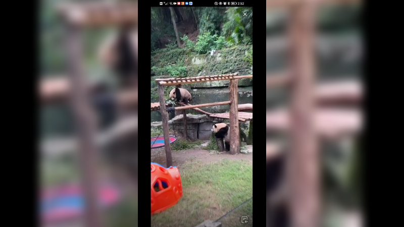 四喜丸子大熊猫玩的好开心