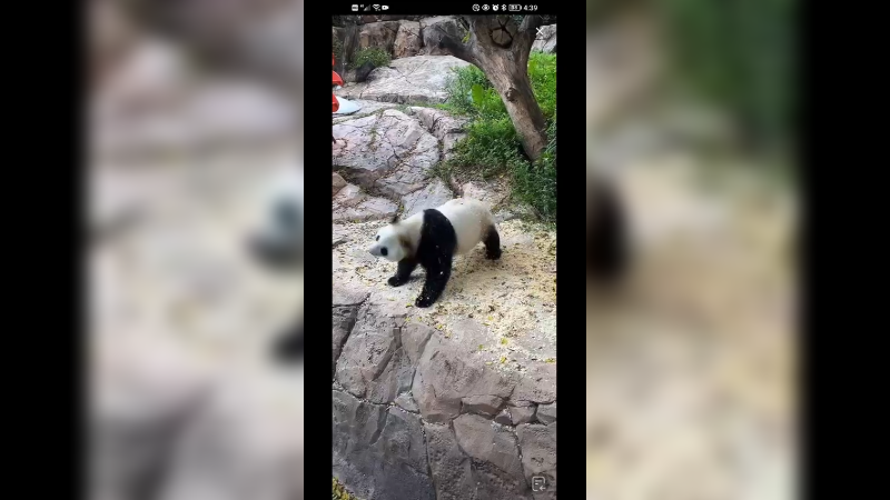 大熊猫好喜欢木屑啊