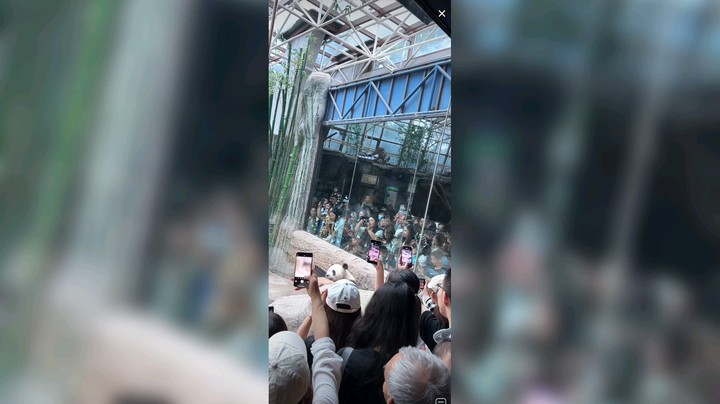 中秋节很多人来看大熊猫