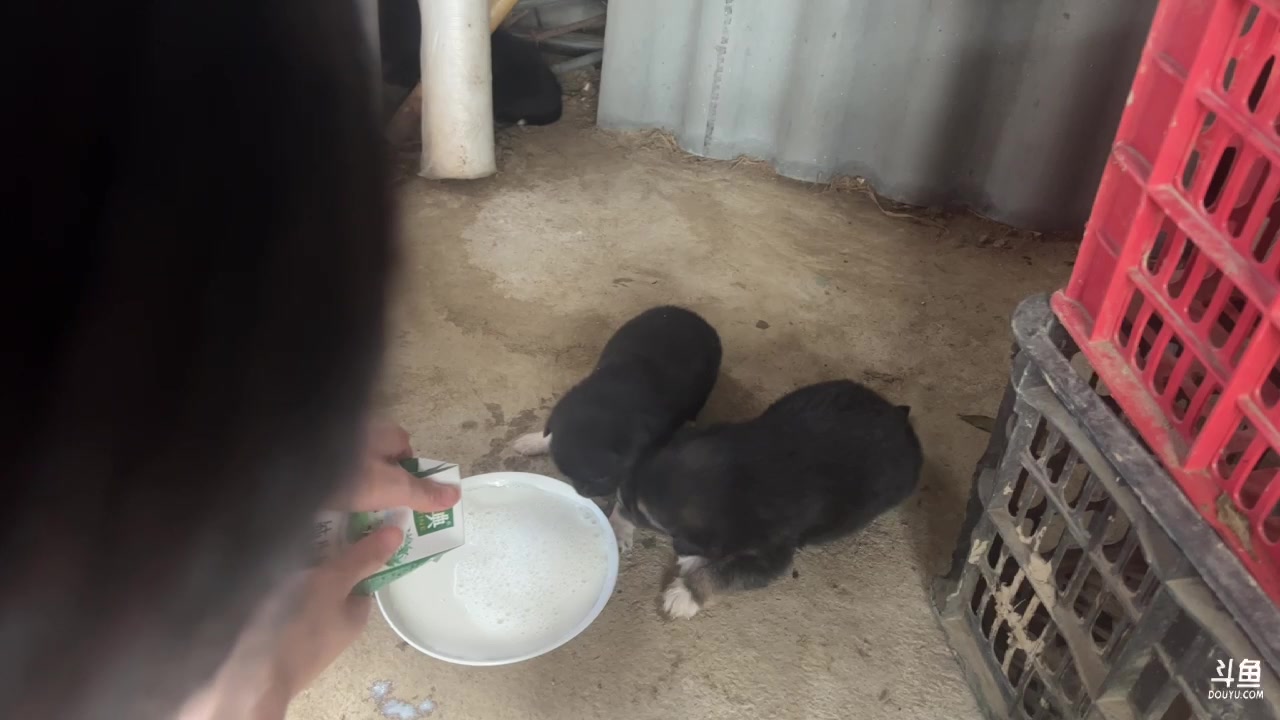 【2023-09-30 16点场】大胖狗koko：喂猪喂狗 晚上5排
