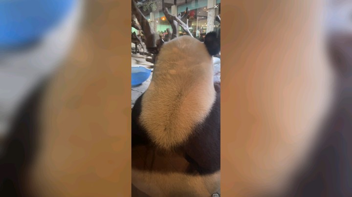 大熊猫每天忙着吃，好快乐