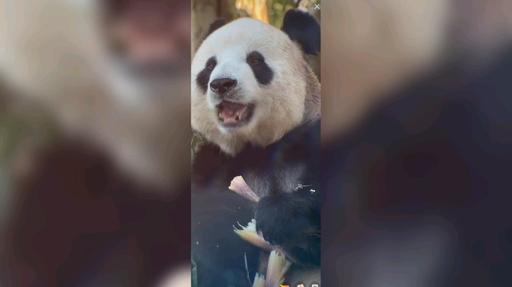 美女大熊猫飞云吃竹笋好可爱